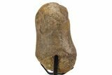 Partial Hadrosaur Metacarpal (V) w/ Metal Stand - South Dakota #339901-1